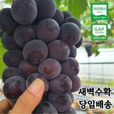 거봉포도